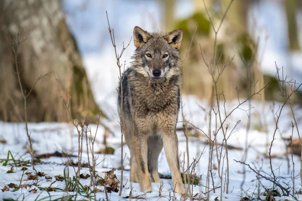 Lobo Floresta Perto Cena Vida Selvagem Natureza Inverno Animais Selvagens — Fotografia de Stock