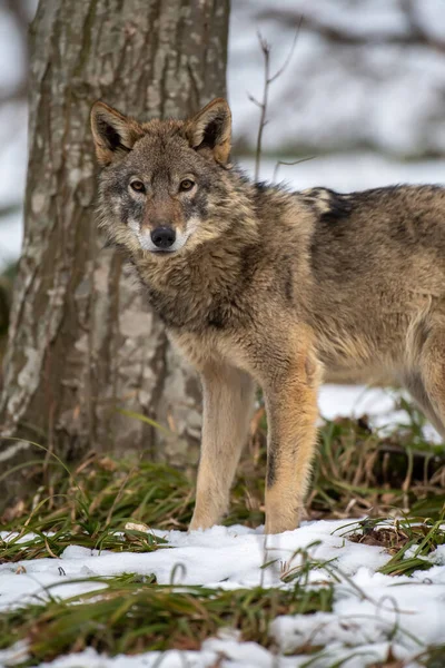 Loup Dans Forêt Près Scène Animalière Nature Hivernale Animaux Sauvages — Photo