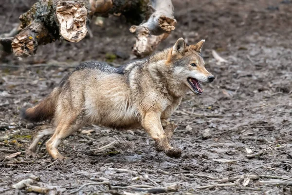 Loup Dans Forêt Près Scène Animalière Nature Hivernale Animaux Sauvages — Photo
