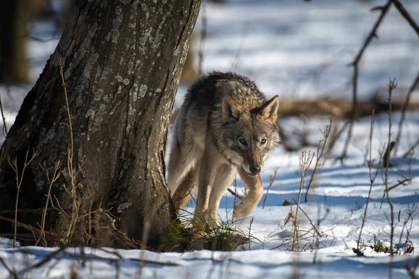Wolf Metsässä Läheltä Villieläinten Kohtaus Talviluonnosta Luonnonvarainen Eläin Luonnollisessa Elinympäristössä — kuvapankkivalokuva