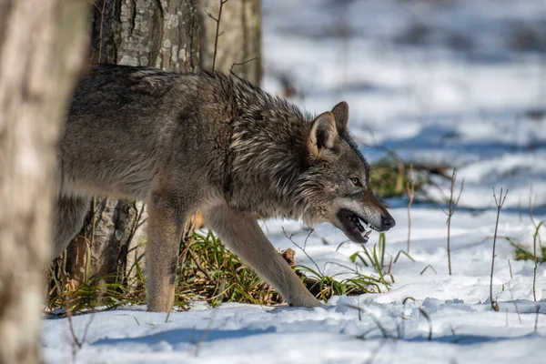 Lobo Bosque Cerca Escena Vida Silvestre Naturaleza Invierno Animales Salvajes —  Fotos de Stock