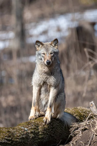 Wolf Assied Sur Arbre Tombé Dans Forêt Près Scène Animalière — Photo