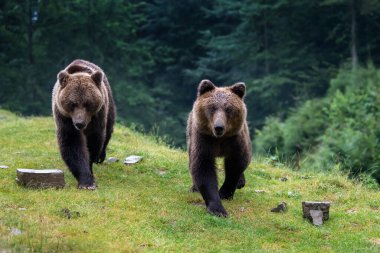 Vahşi Boz Ayı (Ursus Arctos) yaz ormanında. Doğal ortamda bir hayvan. Vahşi yaşam sahnesi