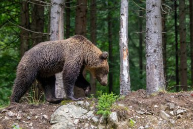 Vahşi Boz Ayı (Ursus Arctos) yaz ormanında. Doğal ortamda bir hayvan. Vahşi yaşam sahnesi