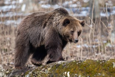 Vahşi yetişkin Boz Ayı (Ursus Arctos) bahar ormanında. Doğal ortamda tehlikeli bir hayvan. Vahşi yaşam sahnesi