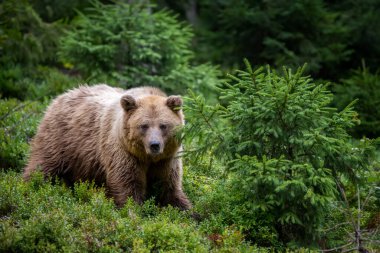 Vahşi Boz Ayı (Ursus Arctos) yaz ormanında. Doğal ortamda bir hayvan. Vahşi yaşam sahnesi