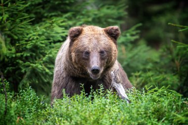 Vahşi Boz Ayı (Ursus Arctos) yaz ormanında. Doğal ortamda bir hayvan. Vahşi yaşam sahnesi