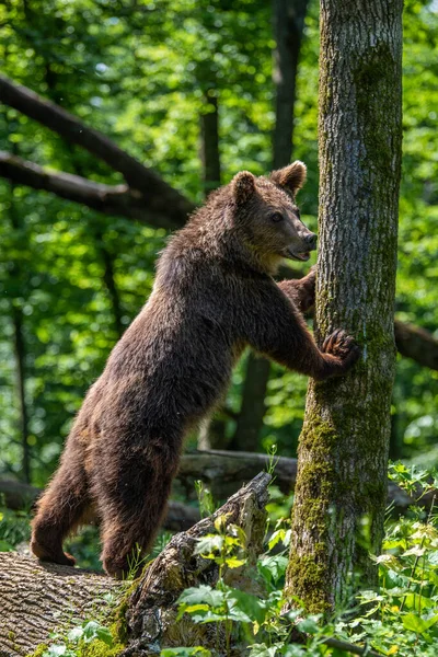 Orso Bruno Selvatico Ursus Arctos Nella Foresta Estiva Animali Habitat — Foto Stock