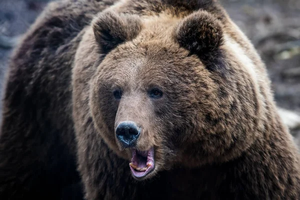 Wild Adult Brown Bear Ursus Arctos Στο Δάσος Άνοιξη Επικίνδυνο — Φωτογραφία Αρχείου