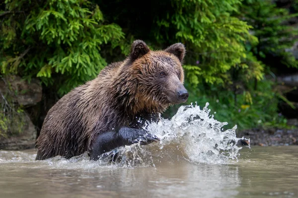 夏天森林池塘里的野生棕熊 Ursus Arctos 在自然栖息地的动物 野生动物场景 — 图库照片