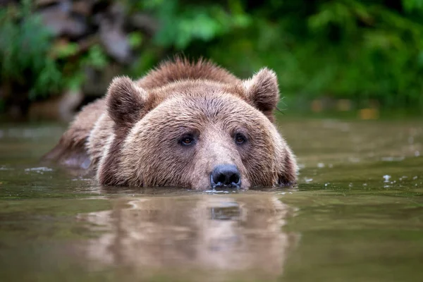 Wild Brown Bear Ursus Arctos Στη Λίμνη Στο Καλοκαιρινό Δάσος — Φωτογραφία Αρχείου