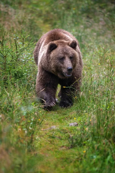 夏の森の中の野生の茶色のクマ Ursus Arctos 自然の生息地で動物 野生動物のシーン — ストック写真