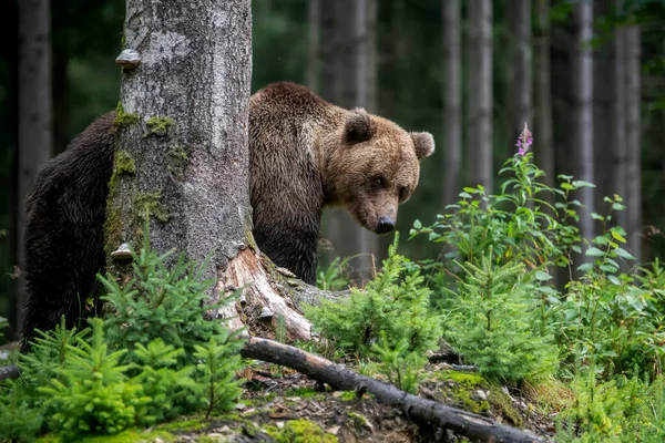 Vahşi Boz Ayı Ursus Arctos Yaz Ormanında Doğal Ortamda Bir — Stok fotoğraf