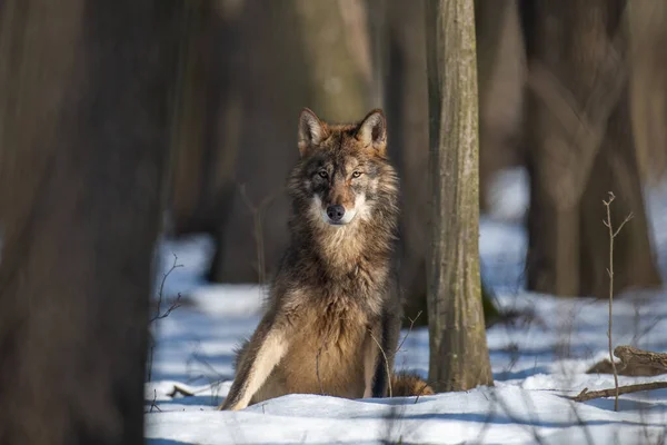 Vlk Lese Zblízka Divoká Příroda Zimní Přírody Divoká Zvěř Přírodním — Stock fotografie