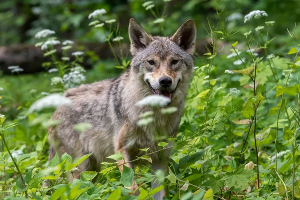 夏天森林里的狼肖像画大自然的野生动物场景 自然栖息地内的野生动物 — 图库照片