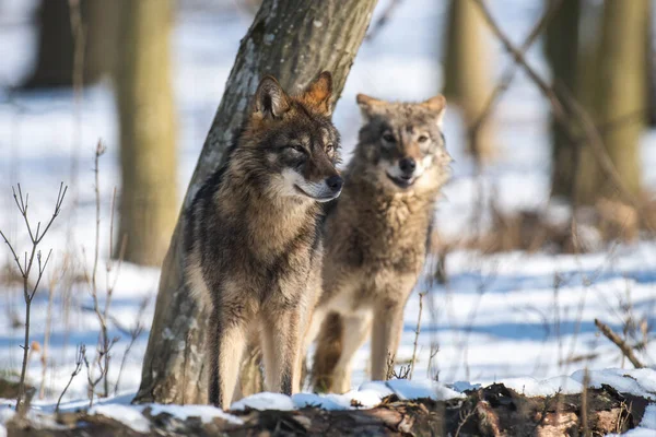 Farkas Erdőben Közelről Vadvilági Jelenet Téli Természetből Vadon Élő Állat — Stock Fotó