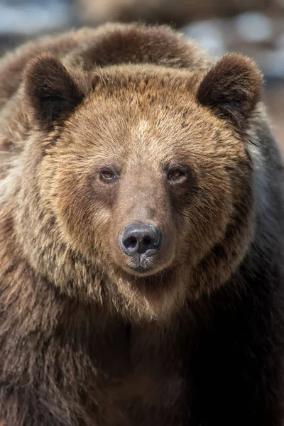 Wild Adult Brown Bear Ursus Arctos Στο Δάσος Άνοιξη Επικίνδυνο — Φωτογραφία Αρχείου