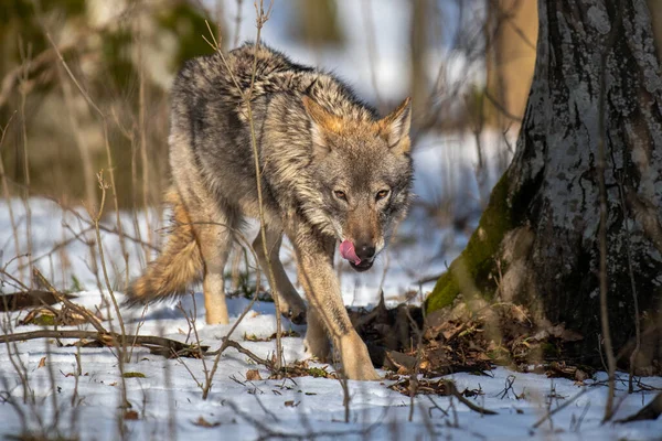 Wilk Lesie Bliska Scena Przyrodą Zimową Dzikie Zwierzęta Środowisku Naturalnym — Zdjęcie stockowe