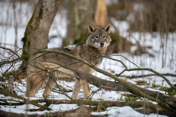 Λύκος Στο Δάσος Από Κοντά Wildlife Σκηνή Από Χειμερινή Φύση — Φωτογραφία Αρχείου