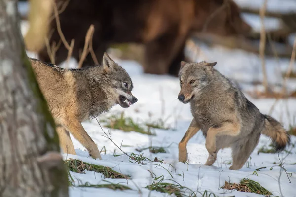 Wolf Forest Close Wildlife Scene Winter Nature Wild Animal Natural — Stock Photo, Image