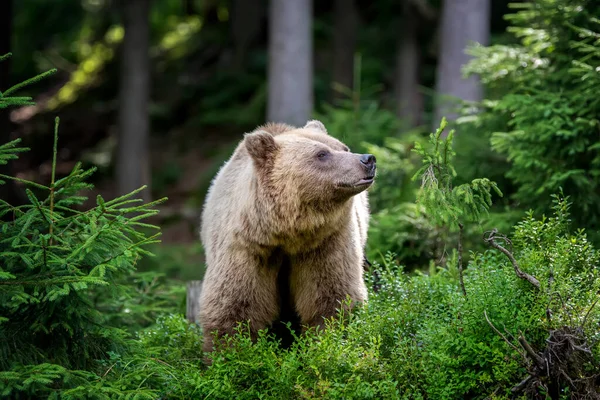 Medvěd Hnědý Ursus Arctos Letním Lese Zvíře Přírodním Prostředí Divoká — Stock fotografie