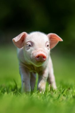 Close newborn pink piglet on spring green grass on a farm clipart
