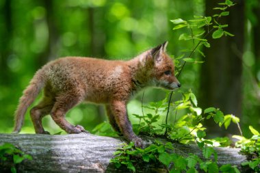 Kızıl tilki, vulpes vulpes, ağaç kütüğündeki küçük yavru. Doğal ortamda sevimli küçük yırtıcılar. Doğadan vahşi yaşam sahnesi