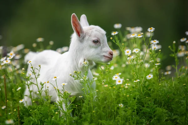 Cabra Bebê Grama Verde Primavera Com Flores Brancas — Fotografia de Stock