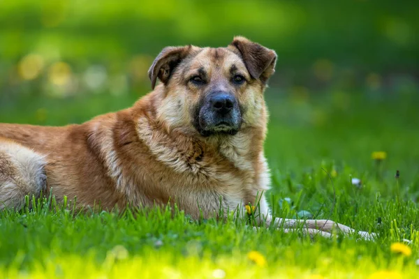 Hund Aus Nächster Nähe Auf Dem Frühlingsrasen Liegend — Stockfoto