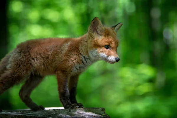 赤い狐 木の切り株に森の中で小さな赤ちゃん 自然環境でかわいい野生の捕食者 自然からの野生動物のシーン — ストック写真