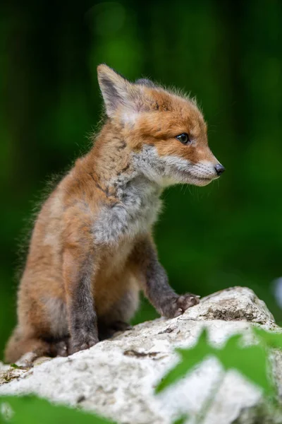 Κόκκινη Αλεπού Vulpes Vulpes Μικρό Νεαρό Κουτάβι Στο Δάσος Πέτρα — Φωτογραφία Αρχείου