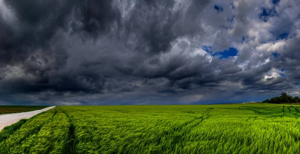 有暴风雨云背景的绿色麦田的形象 — 图库照片