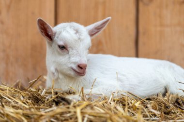Beyaz çocuk bir çiftlikteki tahta bir arka planda samanlıkta yatıyor.