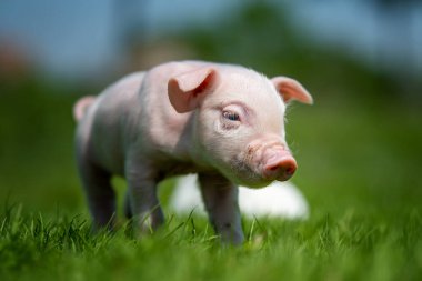 Çiftlikteki bahar çimlerinde yeni doğmuş domuz yavrusunu kapat