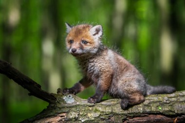 Kızıl tilki, vulpes vulpes, ormandaki küçük yavru. Doğal ortamda sevimli küçük yırtıcılar. Doğadan vahşi yaşam sahnesi