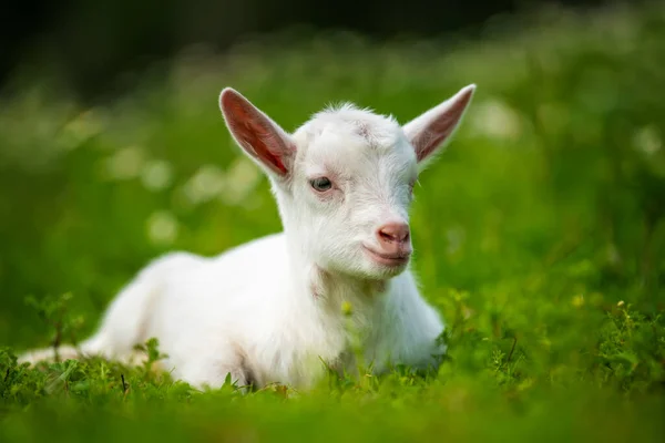 Bébé Chèvre Blanc Sur Herbe Verte Avec Des Fleurs — Photo