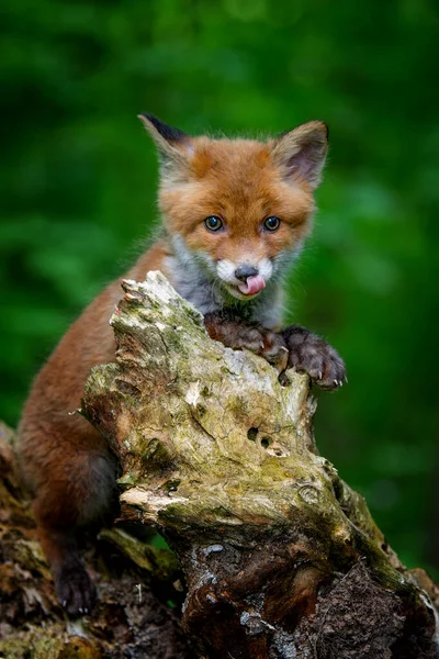Vörös Róka Vulpes Vulpes Fiatal Kölyök Erdőben Aranyos Kis Vadragadozók — Stock Fotó
