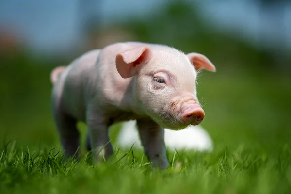Close Newborn Piglet Spring Grass Farm — Stock Photo, Image
