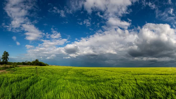 Yeşil Buğday Alan Fırtınalı Bulutlar Arka Plan Görüntü — Stok fotoğraf