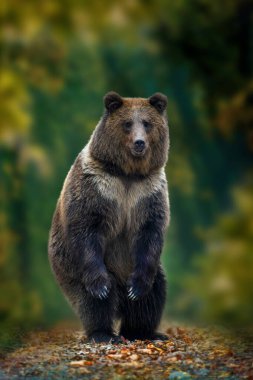 Boz ayı (Ursus arctos) sonbahar ormanın içinde onun arka ayakları üzerinde duran