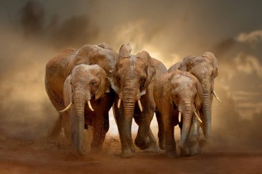 Gökyüzü arka planında kum ve toz olan şaşırtıcı Afrika filleri. Büyük bir hayvan kameraya doğru koşar. Vahşi yaşam sahnesi. Loxodonta africana