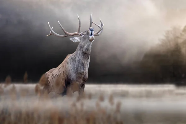 Majestic Red Deer Roaring Lake Forest Animal Nature Habitat Big — Stock Photo, Image