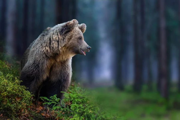 青い夏の森を見る野生の茶色のクマ Ursus Arctos 自然の生息地で動物 野生動物のシーン — ストック写真