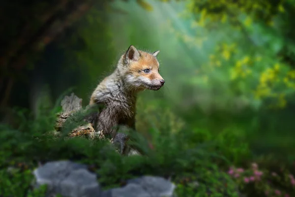 Raposa Vermelha Vulpes Vulpes Filhote Pequeno Floresta Outeiro Pequenos Predadores — Fotografia de Stock