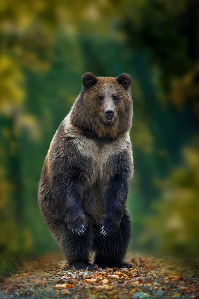 Brown Bear Ursus Arctos Standing His Hind Legs Autumn Forest — Stock Photo, Image