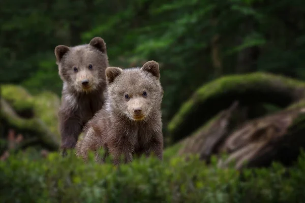 Två Unga Björnen Cub Skogen Porträtt Brunbjörn Djur Naturen Livsmiljön — Stockfoto