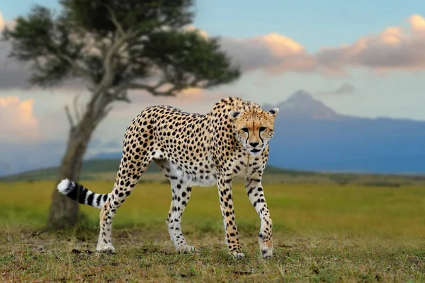野生非洲猎豹在稀树草原的背景 美丽的哺乳动物 肯尼亚 — 图库照片