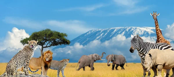 Paisaje Con Muchos Animales Africanos Fondo Del Monte Kilimanjaro — Foto de Stock