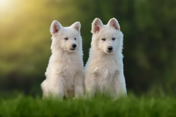 Twee Puppy Grappig Schattig Wit Zwitserse Herder Hond Portret Weide — Stockfoto