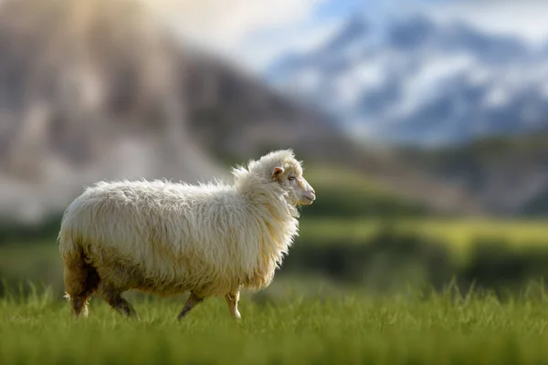 山の背景に夏の牧草地で山の羊の放牧 農業の概念 — ストック写真
